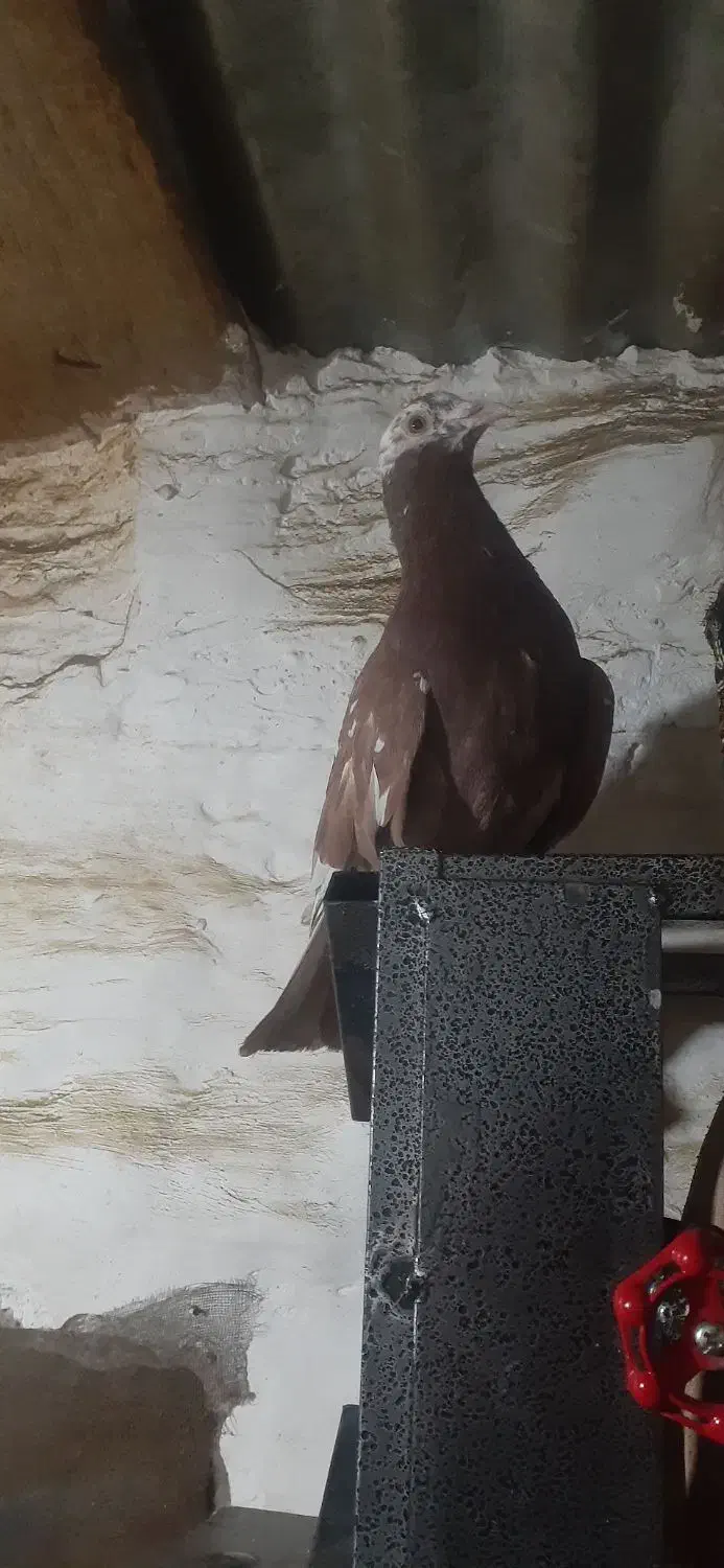 کبوتر تهرانی|پرنده|بروجرد, |دیوار