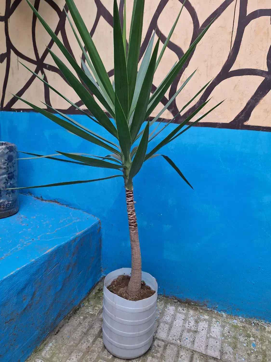 گل ( درخت ) یوکا|گل و گیاه طبیعی|رشت, سلیمانداراب|دیوار