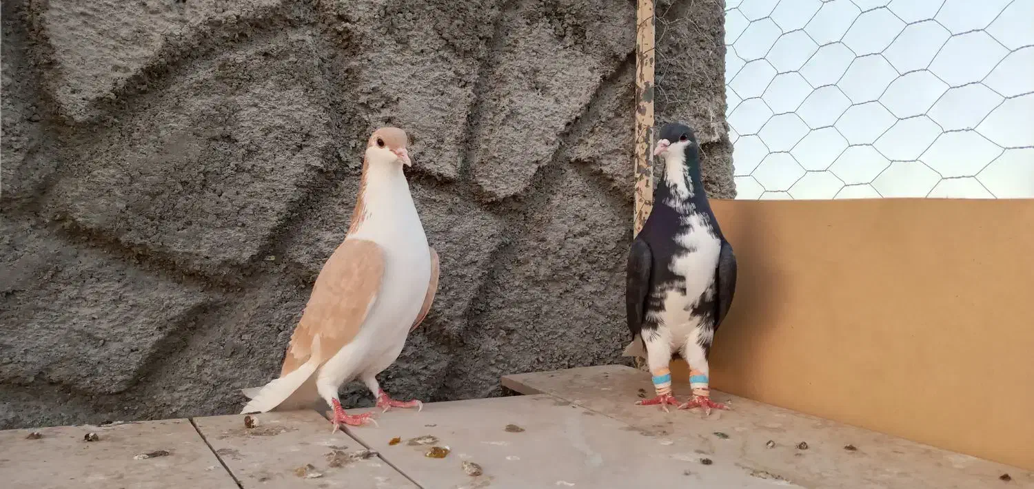 کبوترخوشرنگ|پرنده|زیباشهر, |دیوار