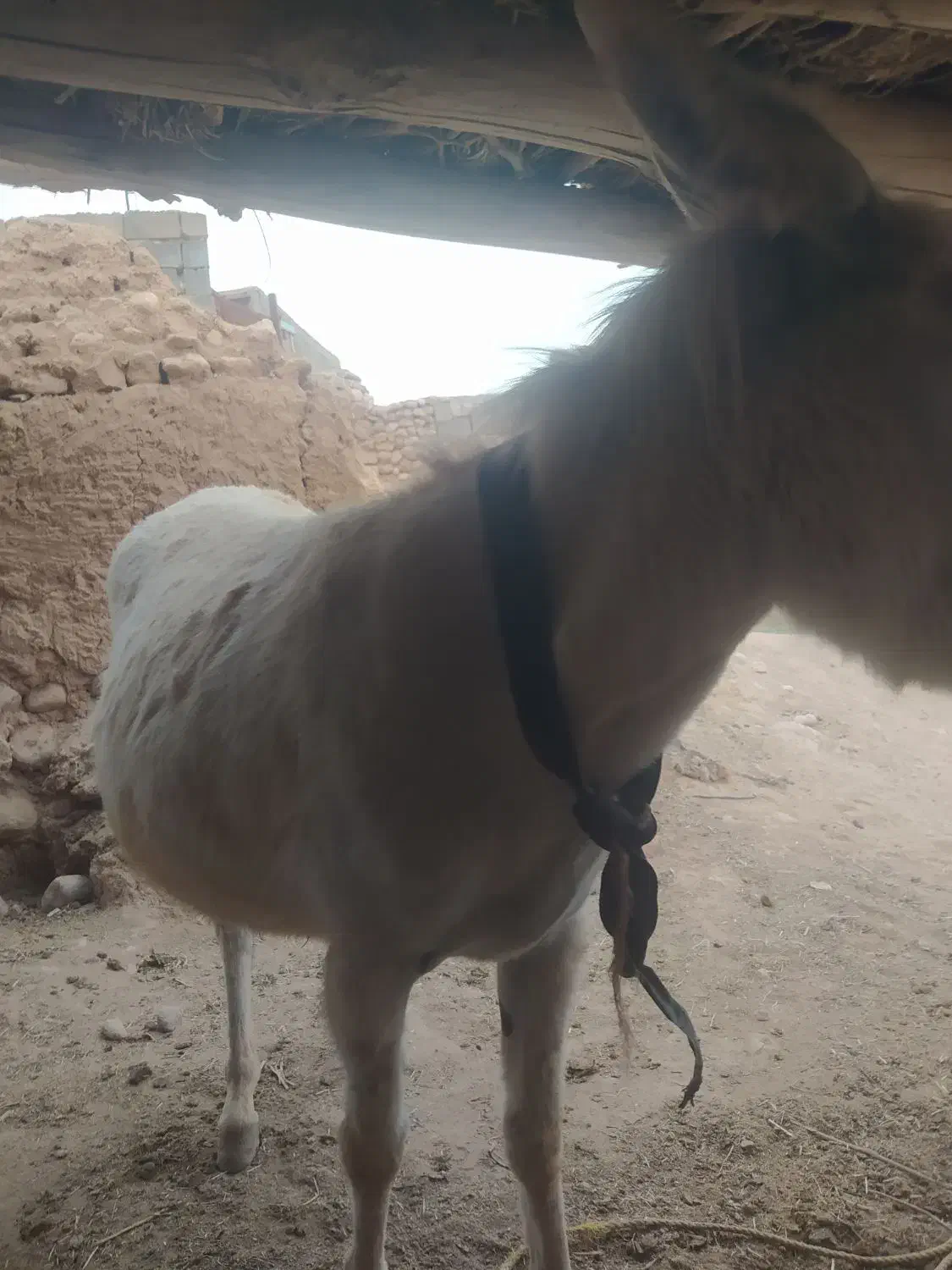 خر الاغ|حیوانات مزرعه|بجنورد, |دیوار