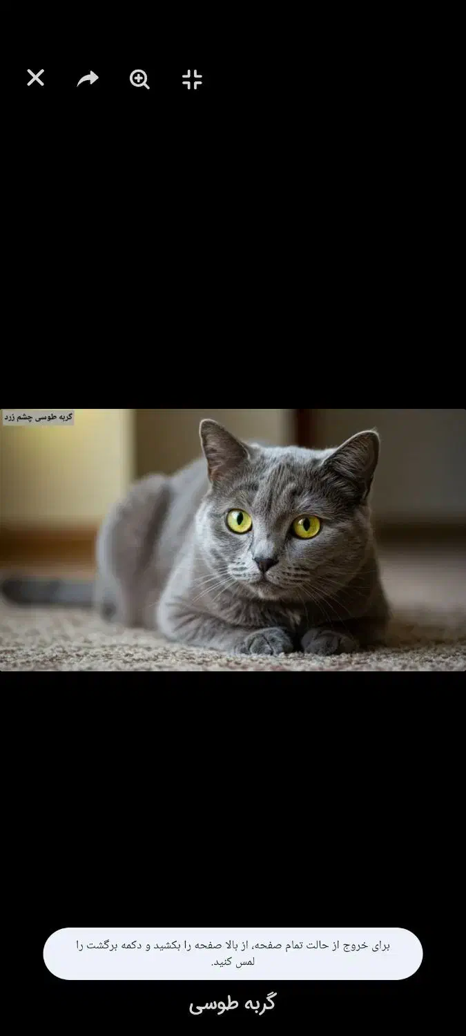 گربه طوسی چشم زرد|گربه|شیروان (خراسان), |دیوار