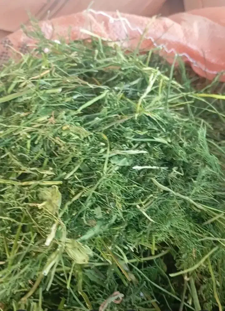 فروش شوید|خوردنی و آشامیدنی|جنت, |دیوار