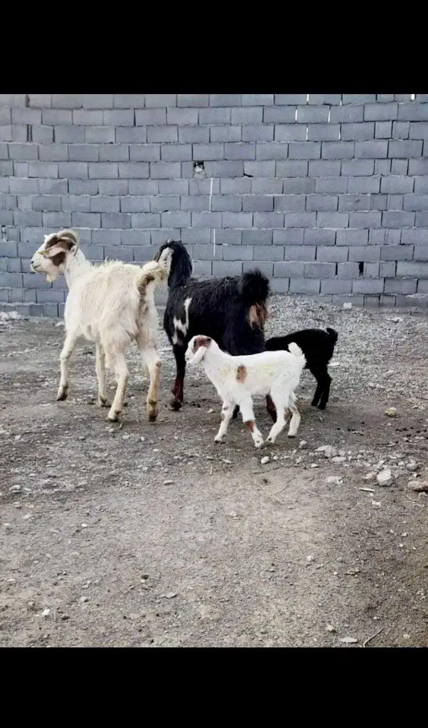 دو تا بز و بزغاله|حیوانات مزرعه|مشهد, کلاته برفی|دیوار