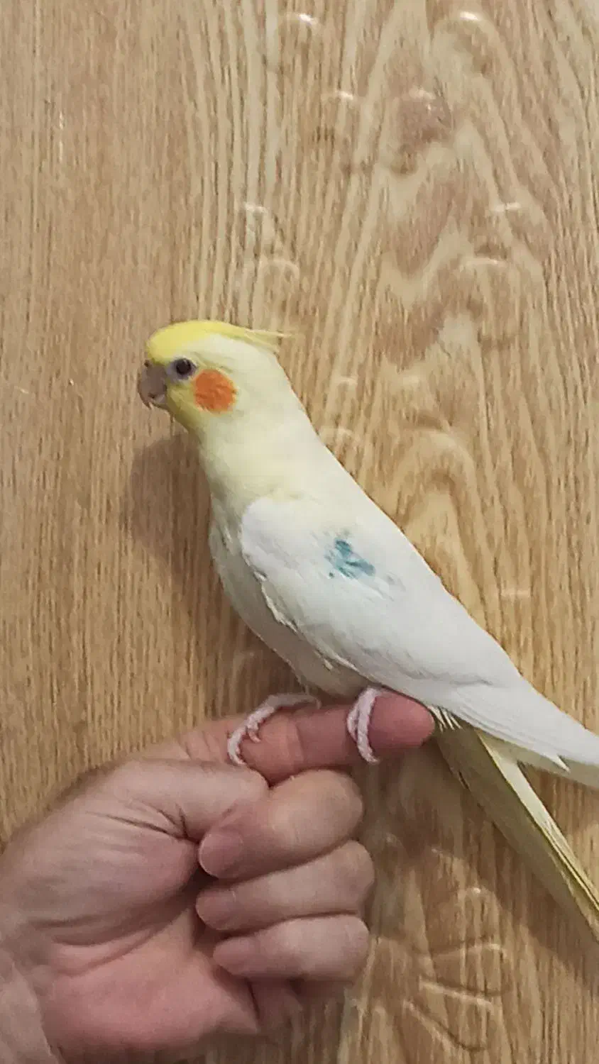 پرنده دستی نر آماده آماده|پرنده|مراغه, |دیوار