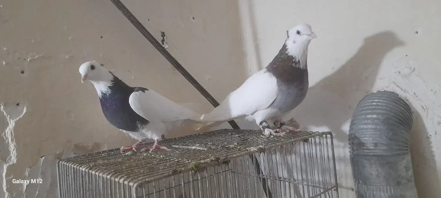 کبوترطوقی نروماده|پرنده|دماوند, دماوند|دیوار