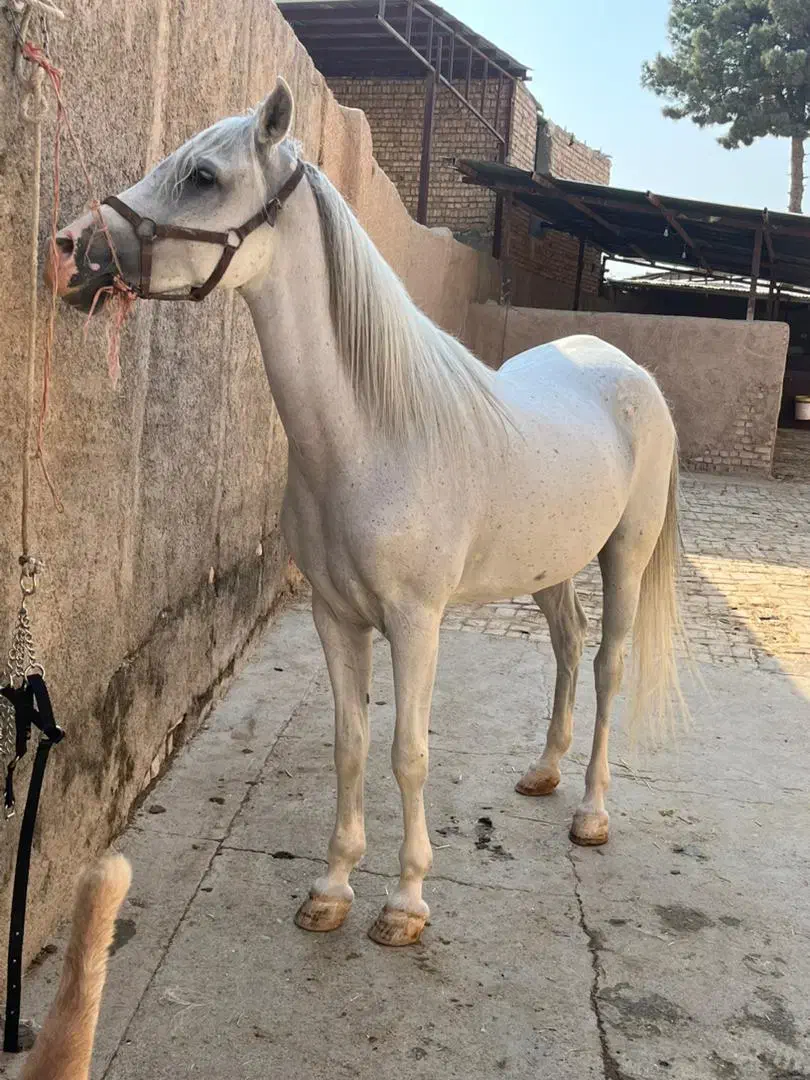 اسب . نریان و مادیان|اسب و تجهیزات اسب‌سواری|جوادآباد, |دیوار