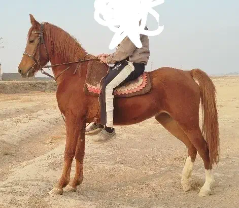 اسب مادیون|اسب و تجهیزات اسب‌سواری|ورامین, ورامین|دیوار