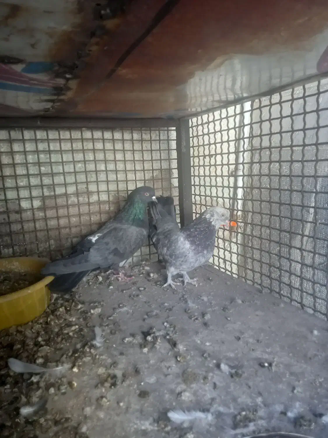 کبوتر پور|پرنده|مارگون, |دیوار