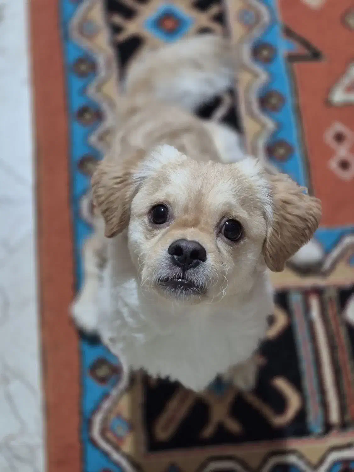 سگ ۲ ساله|سگ|تهران, جنتآباد مرکزی|دیوار