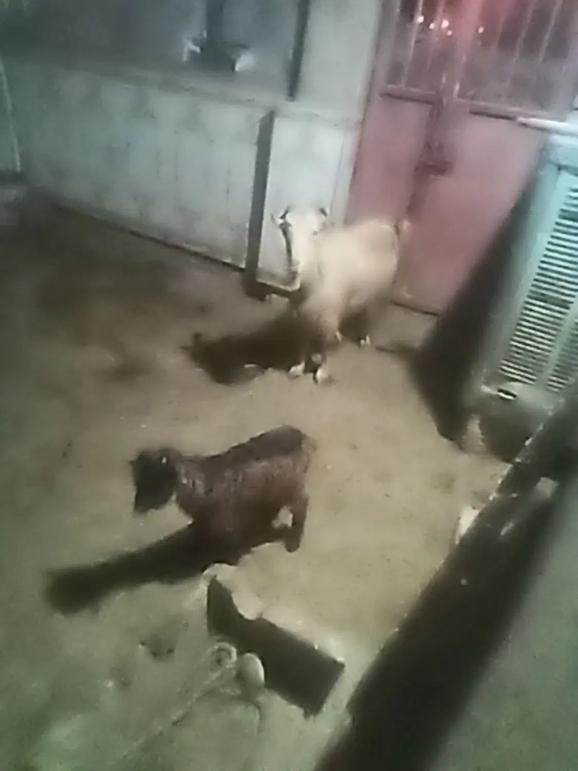 بز با بیگ|حیوانات مزرعه|مسجد سلیمان, |دیوار