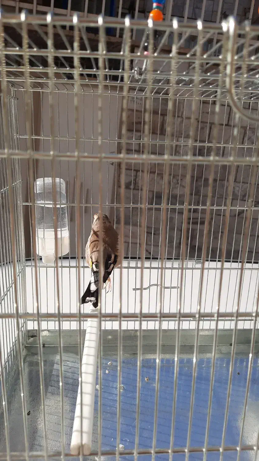 سره|پرنده|کرج, کوی امامیه|دیوار