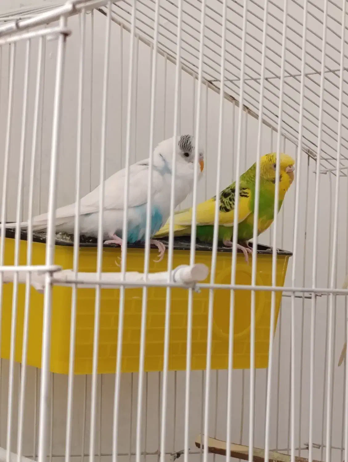 مرغ عشق|پرنده|ایلام, |دیوار