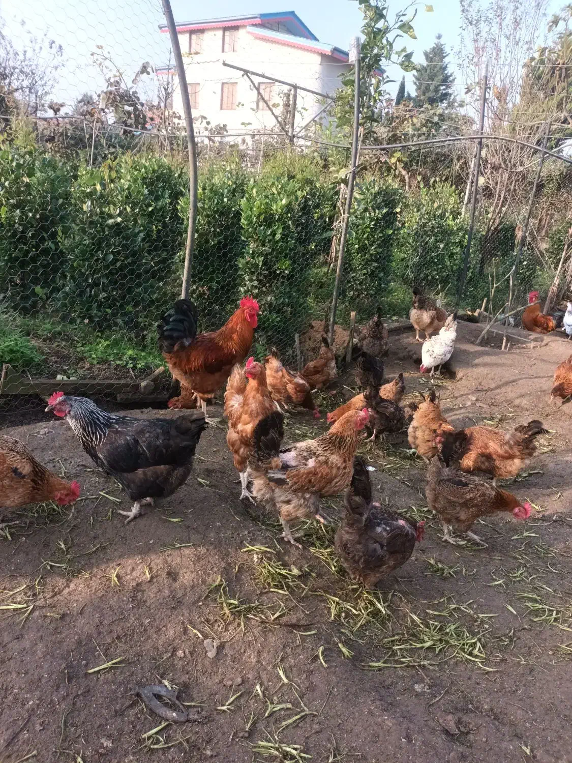 خروسهای محلی در رنگهای متفاوت|حیوانات مزرعه|کلاچای, |دیوار