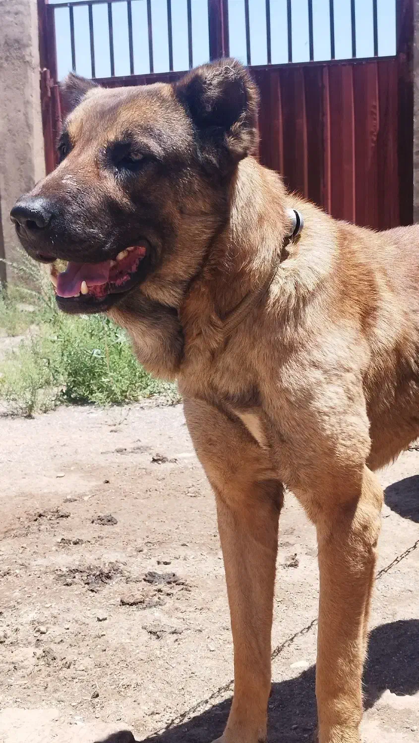 سگ سرابی اصیل دو سال نیم|سگ|قزوین, |دیوار