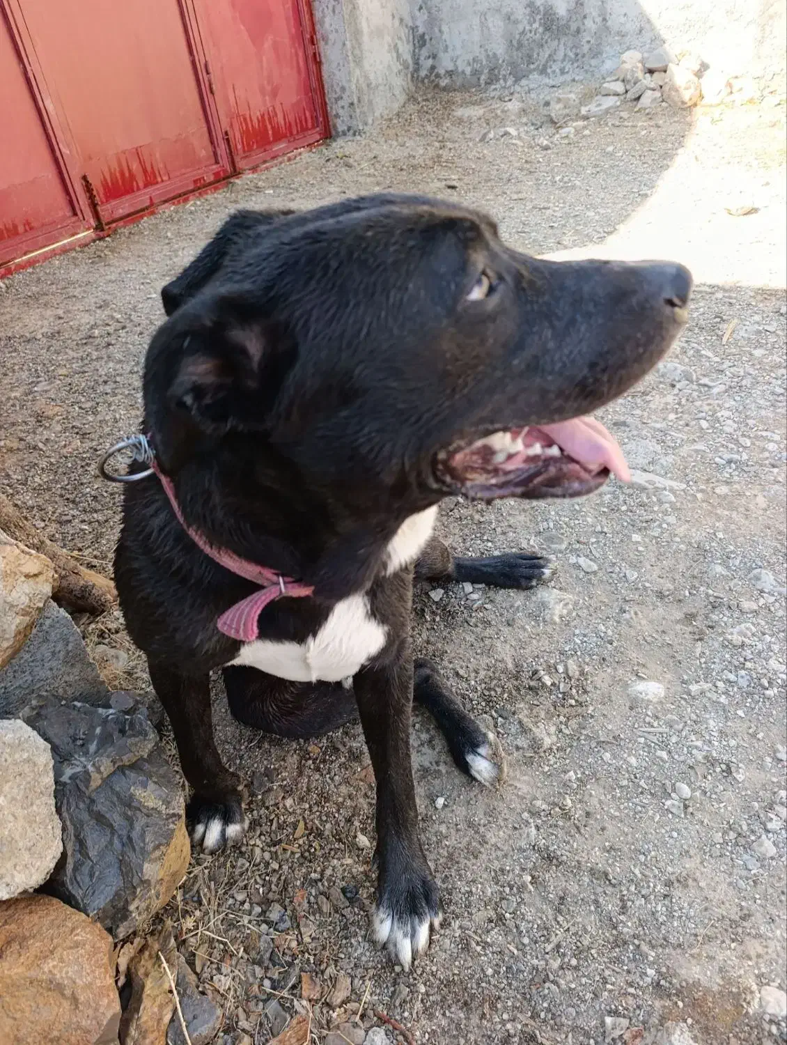 واگذاری|سگ|سیوان, |دیوار