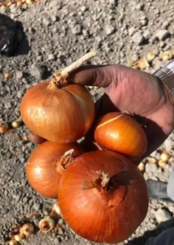 بذر پیاز روز کوتاه|خدمات باغبانی و درختکاری|مرودشت, ولایت|دیوار