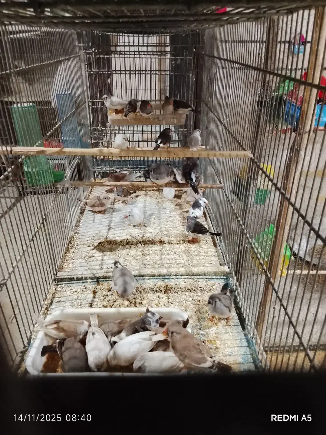 فنچ نوک دورنگ|پرنده|کهریزک, |دیوار