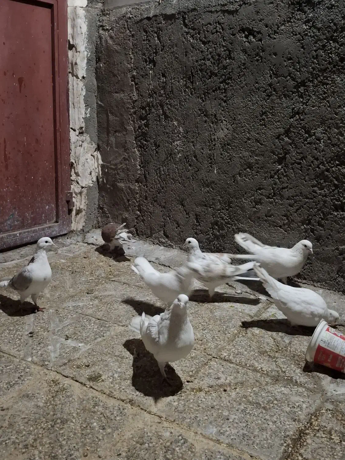 ۹عدد کبوتر خوب یکیشون طوقیه|پرنده|نورآباد, |دیوار