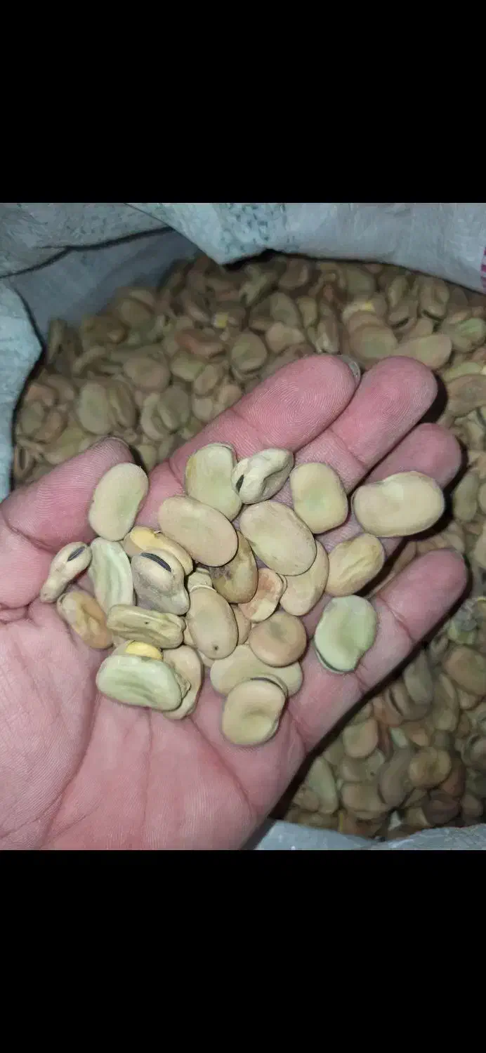 باقالی باقله - باقالا / بذری - پختی / گرگانی|خوردنی و آشامیدنی|هرسین, |دیوار