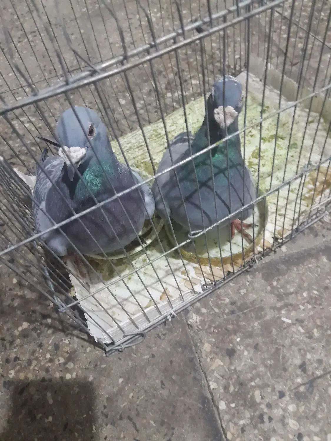 توضیحات بخون|پرنده|دهدشت, |دیوار