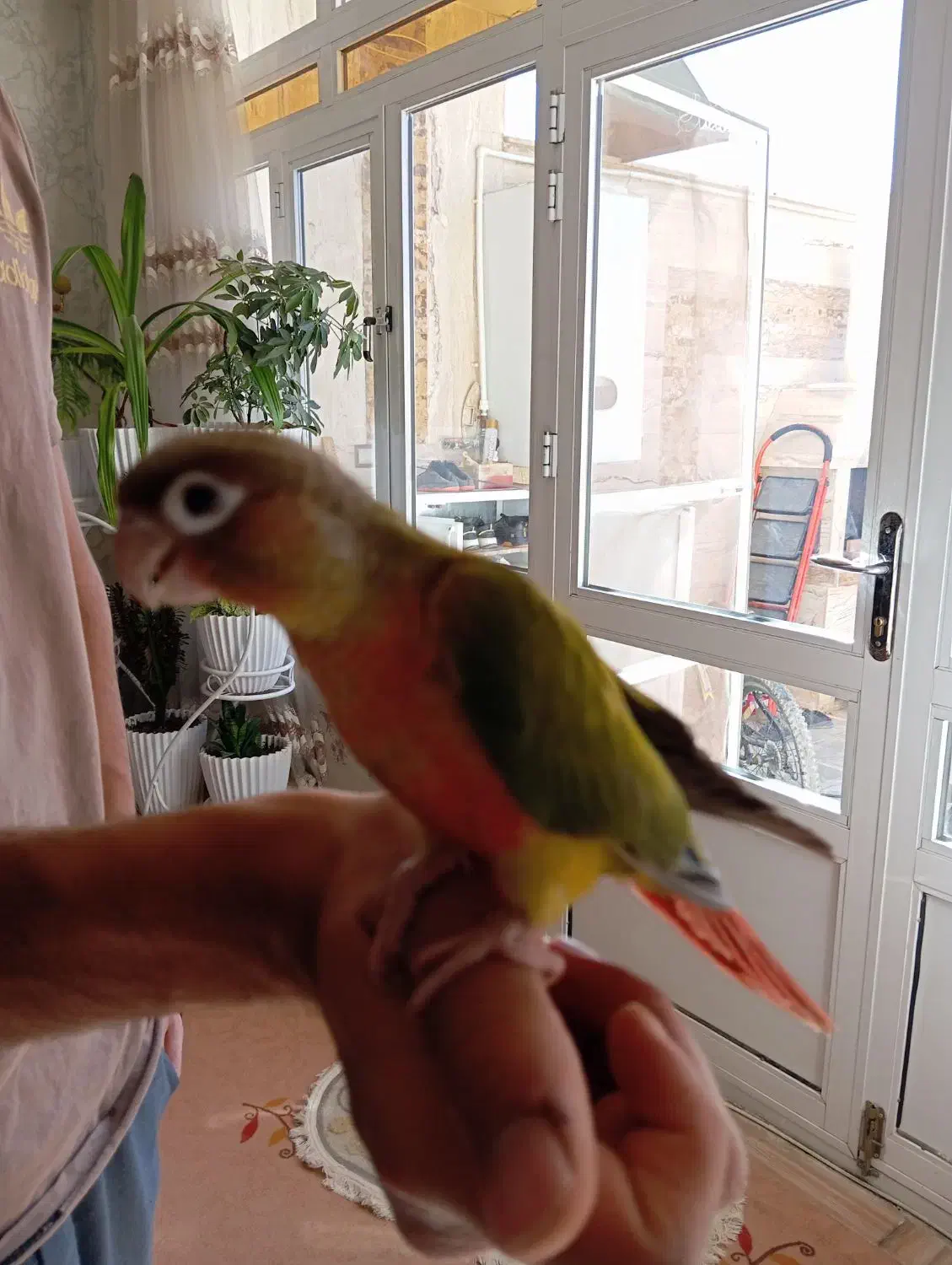 گرینچیک دونخور دستی|پرنده|عسگران, |دیوار