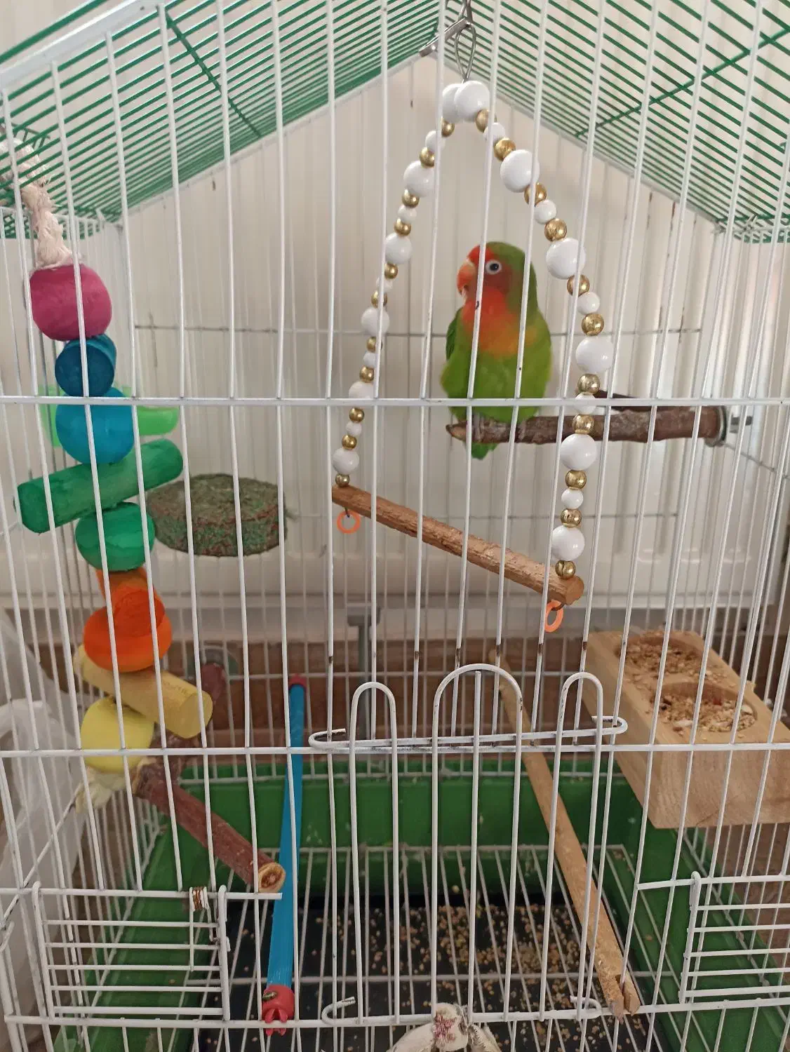 طوطی برزیلی|پرنده|رشت, رشتیان|دیوار