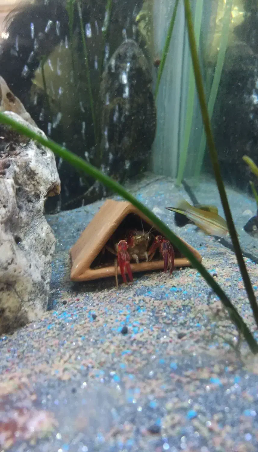 اکواریوم اب شیرین|ماهی|فردیس, فرامرزیه|دیوار