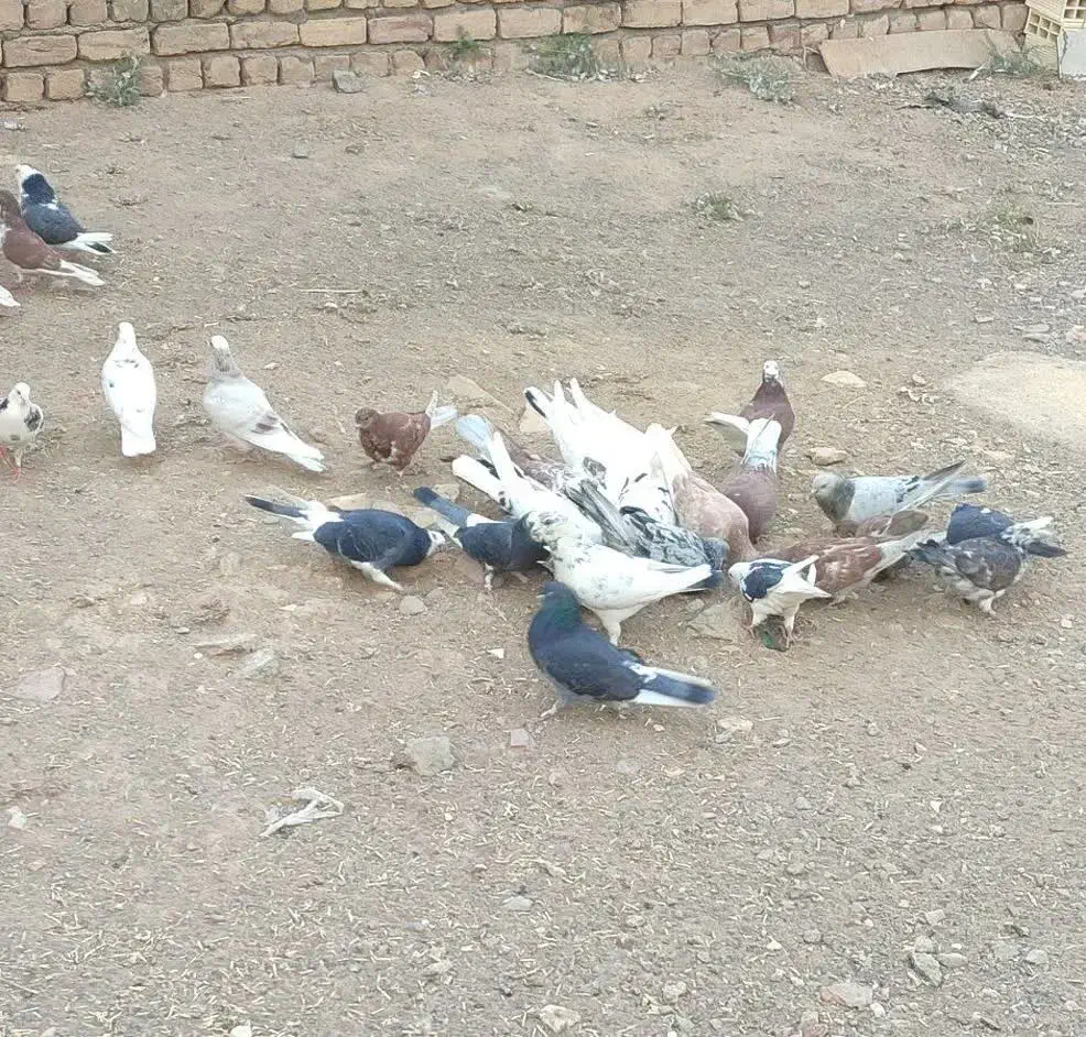 کفتر|پرنده|سلفچگان, |دیوار