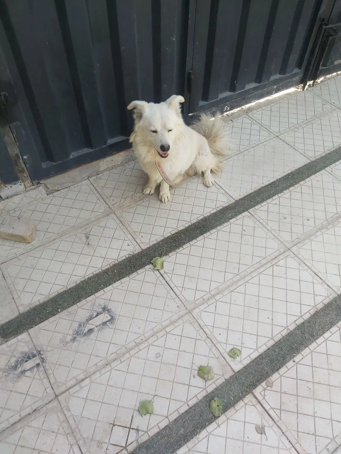 سگ پا کوتاه|سگ|فردیس, قریشی|دیوار