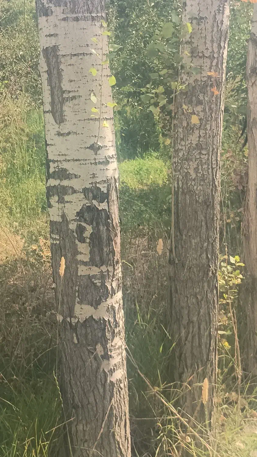 چوب|عمدهفروشی|شیروان (خراسان), |دیوار