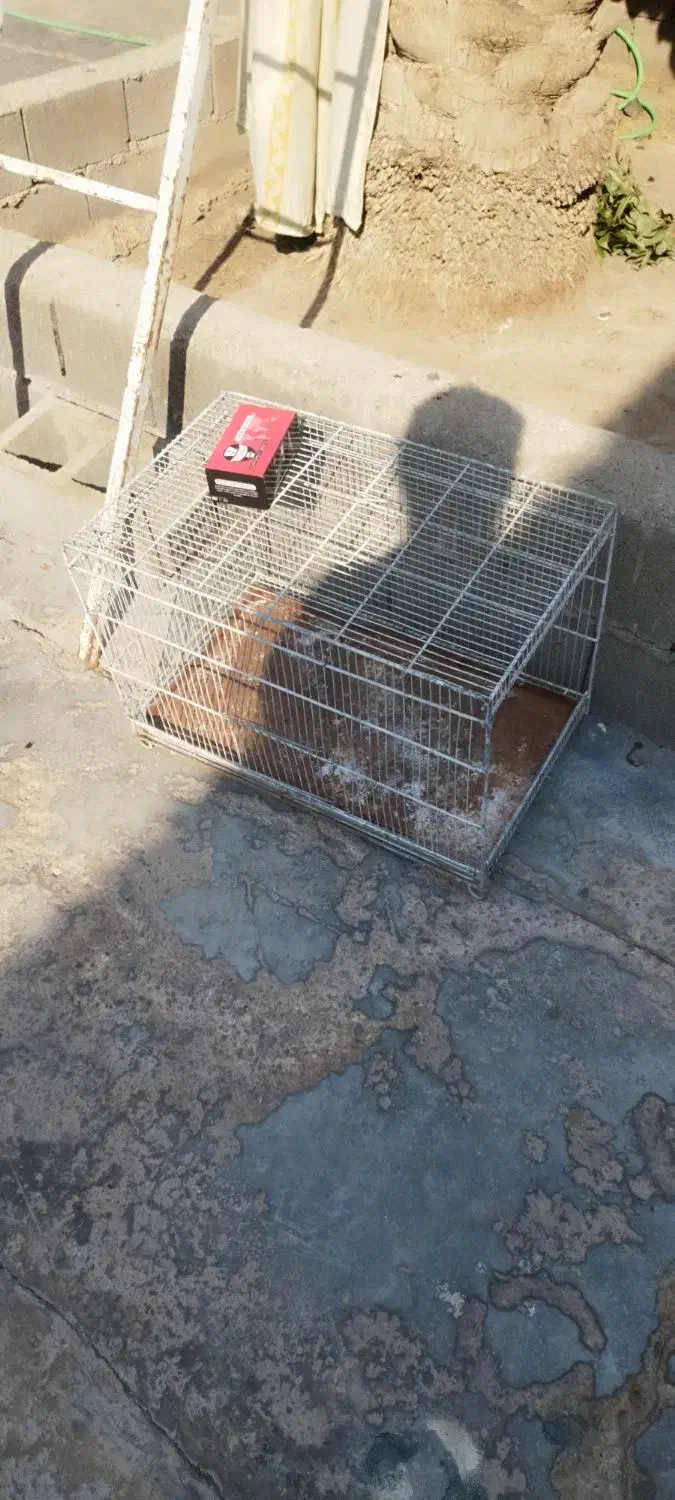 قفس|لوازم جانبی حیوانات|امیدیه, |دیوار