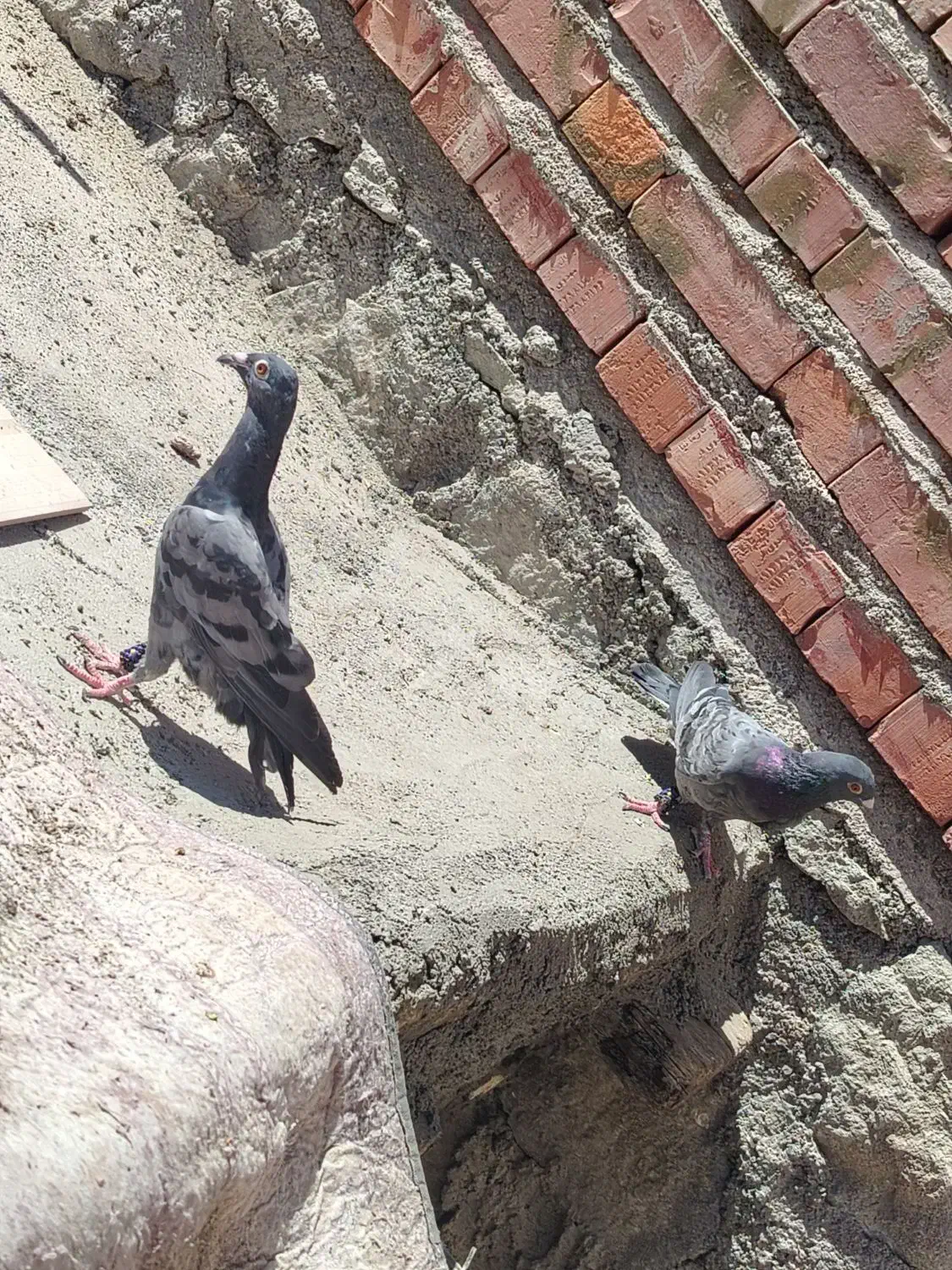 دو عدد جوجه پلاکی|پرنده|بافت, |دیوار