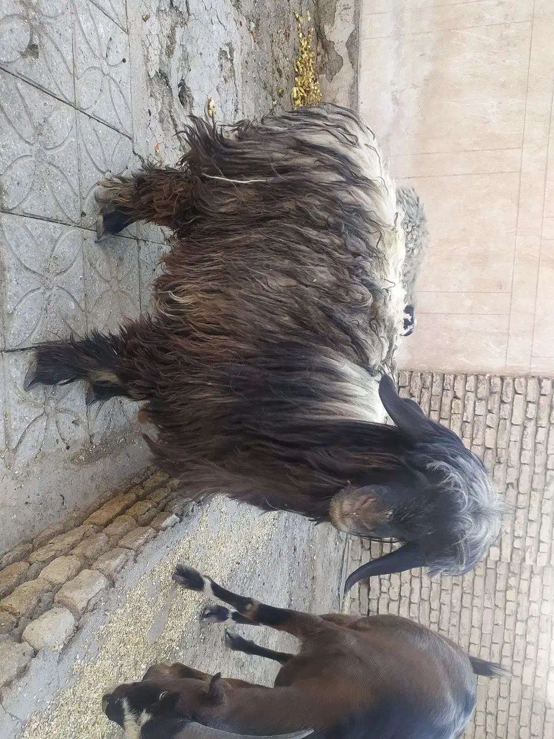 گوسفند فروشی|حیوانات مزرعه|شاهینشهر, مورچه خورت|دیوار