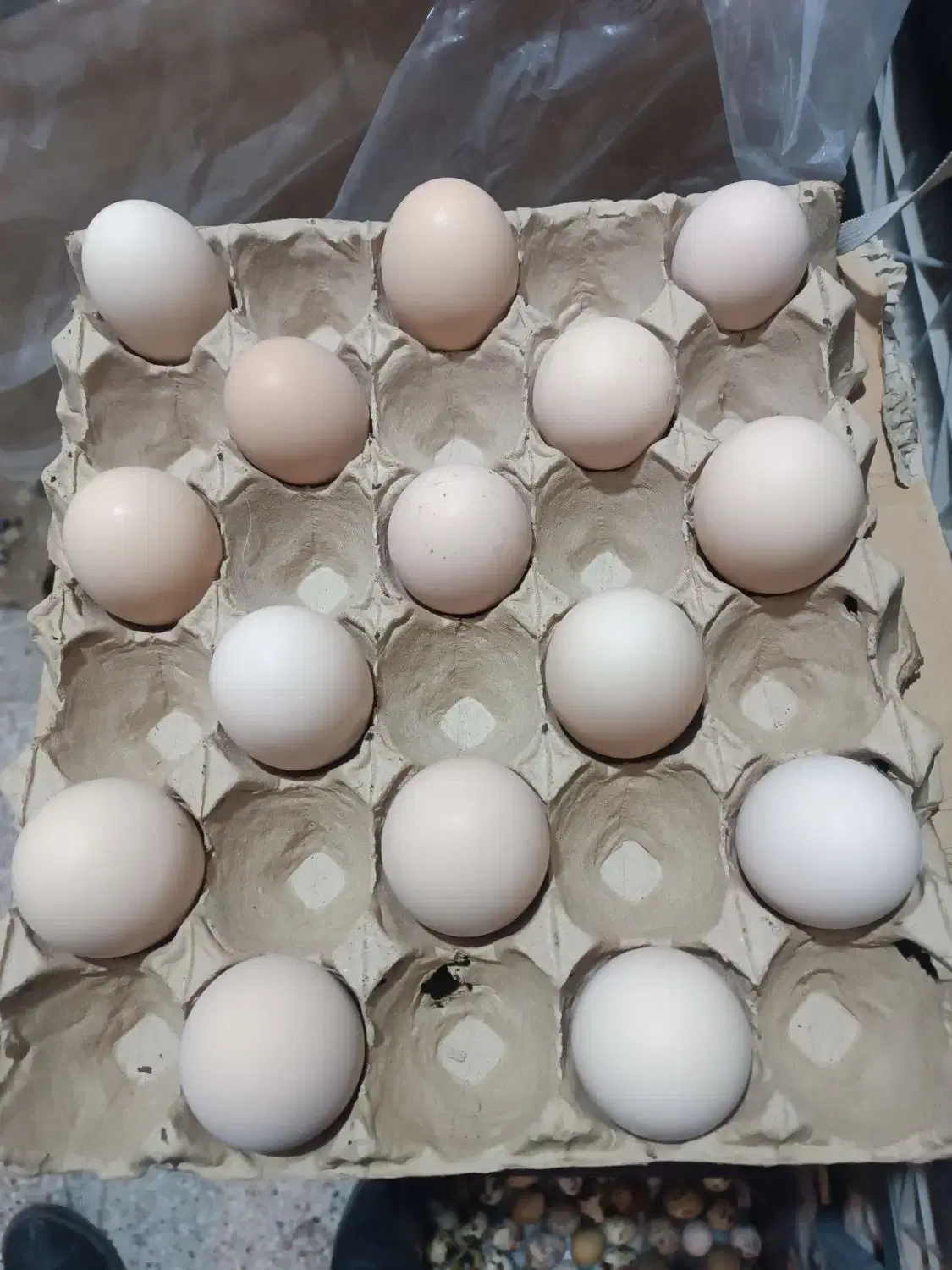 دوزرده|خوردنی و آشامیدنی|مشهد, تربیت (صدف)|دیوار