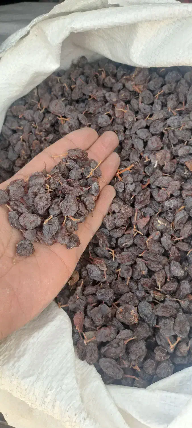 کشمش مویز|خوردنی و آشامیدنی|تهران, شهرک دانشگاه شریف|دیوار