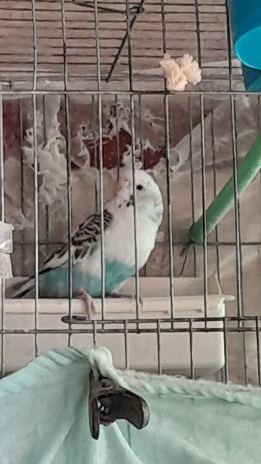 طوطی برزیلی وایت فیس|پرنده|تهران, جوانمردان (اندیشه)|دیوار