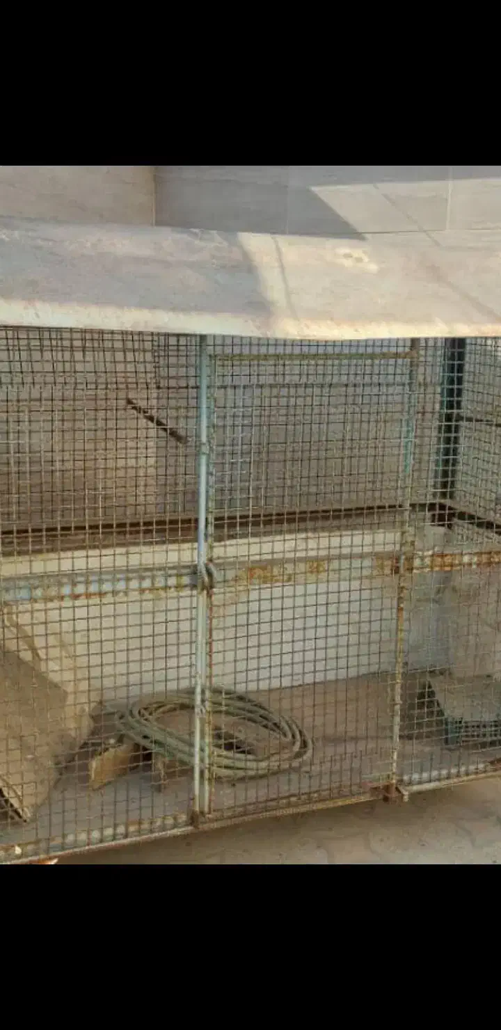 قفس مرغی دوطبقه|لوازم جانبی حیوانات|دوگنبدان, |دیوار
