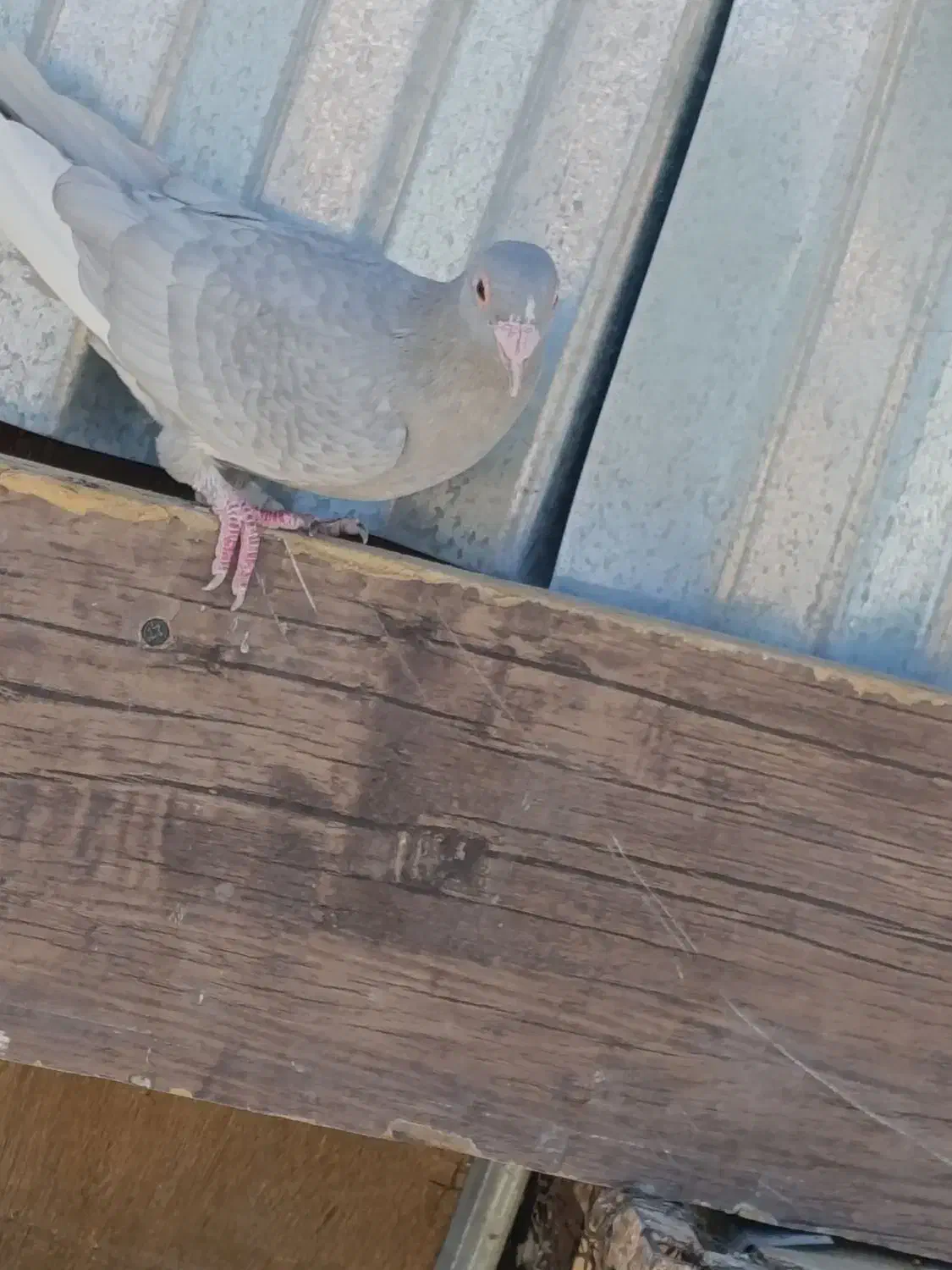 نقره ای پلنگ|پرنده|کرمان, |دیوار