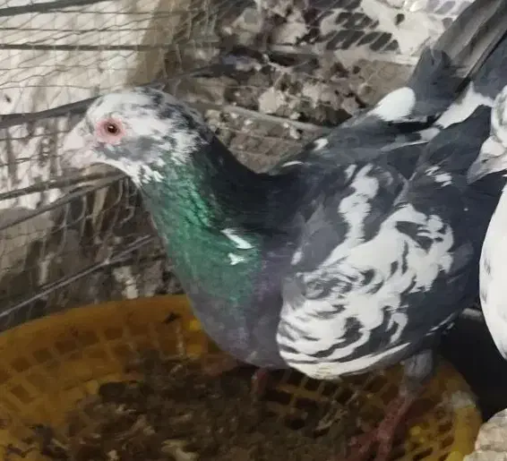 گم شد|حیوانات|مشهد, پورسینا|دیوار