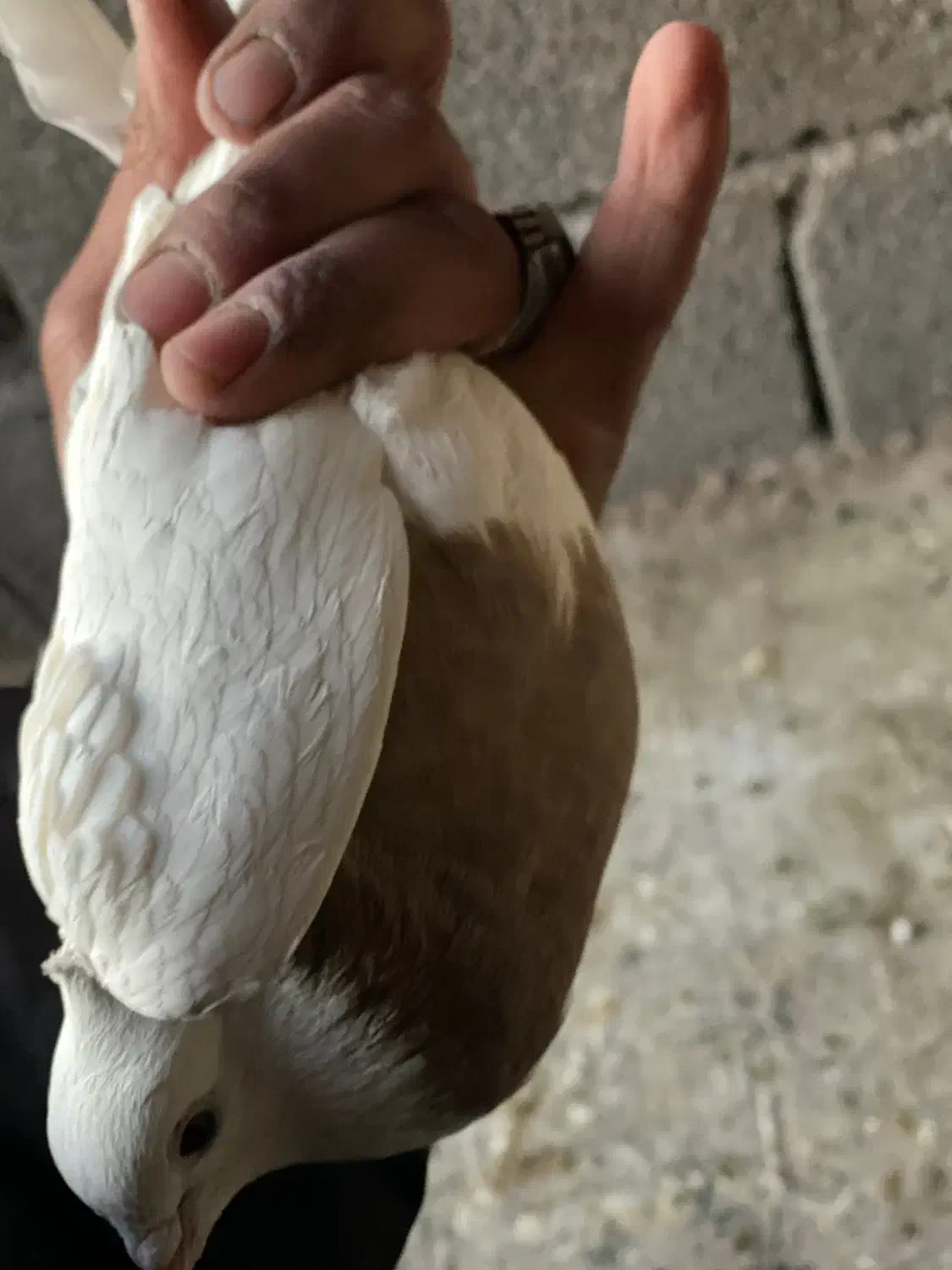 کبوتر|پرنده|محمدیه-قزوین, |دیوار