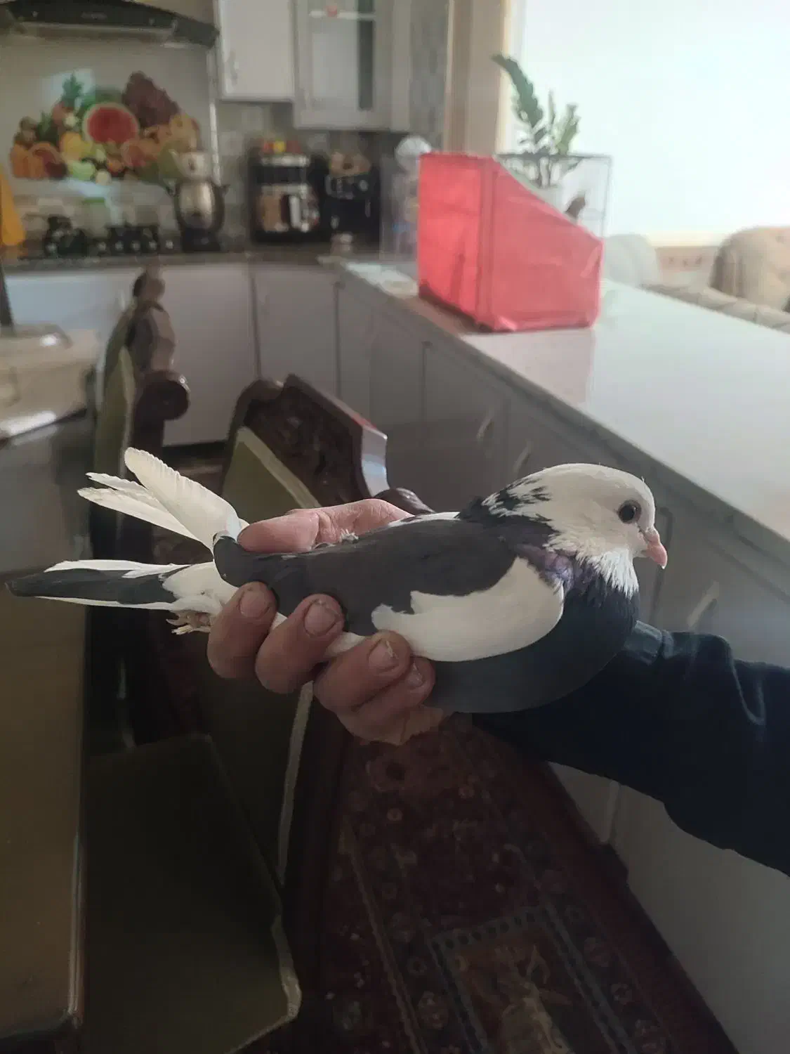 طوقی|پرنده|یاسوج, |دیوار