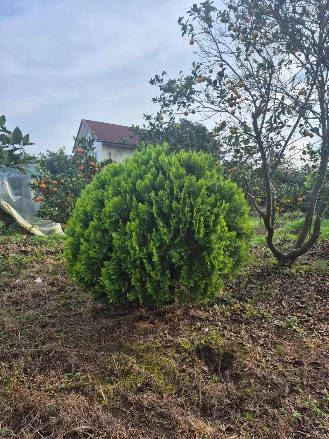 کامیس ارتفاع ۲ قطر بالای ۳|گل و گیاه طبیعی|شیرود, |دیوار