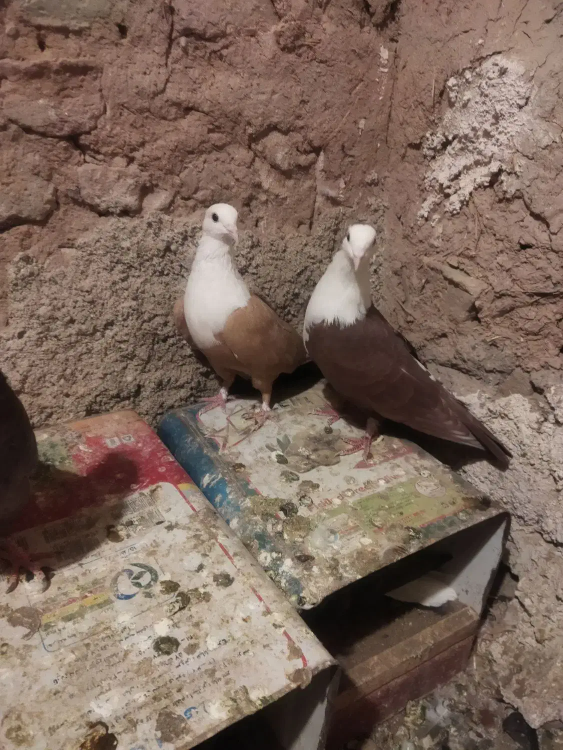 کبوتر|پرنده|تربت‌حیدریه, قاسم آباد|دیوار