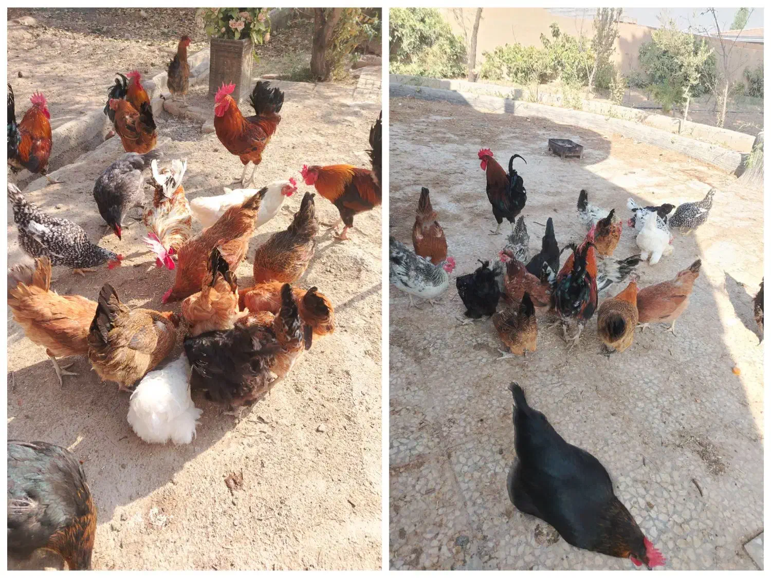 تخم نطفه دار .|حیوانات مزرعه|نجف‌آباد, گلبهار|دیوار