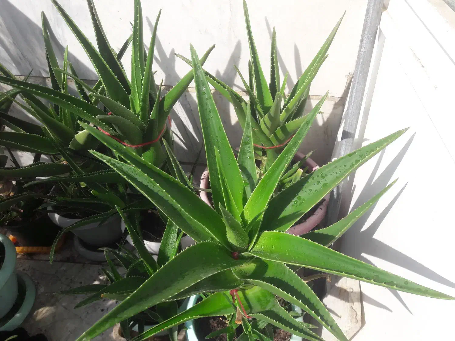 آلوئورا شاخ بری|گل و گیاه طبیعی|تهران, افسریه جنوبی|دیوار