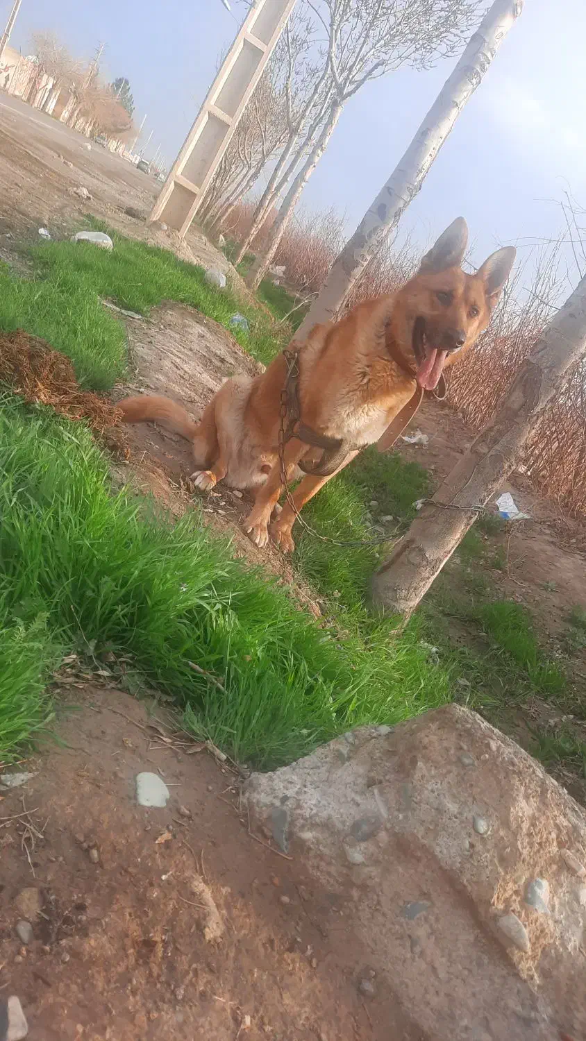 سگ ژرمن|سگ|شهریار, شهریار|دیوار