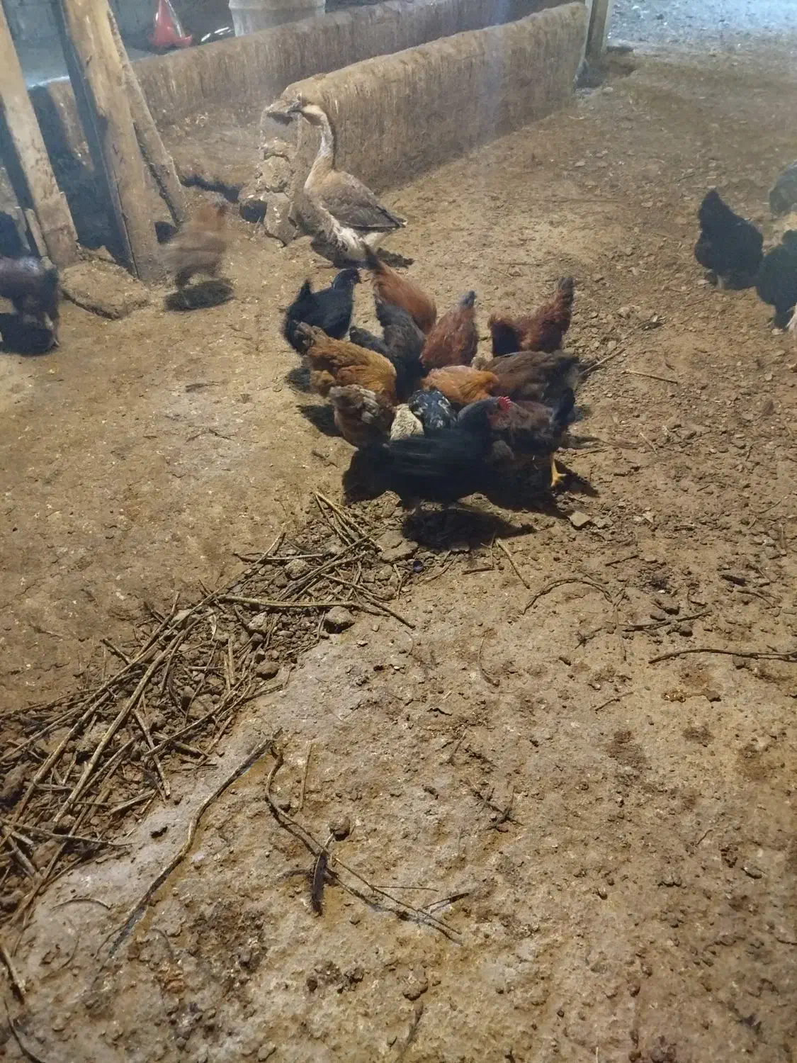 فروش مرغ محلی|حیوانات مزرعه|دماوند, دماوند|دیوار