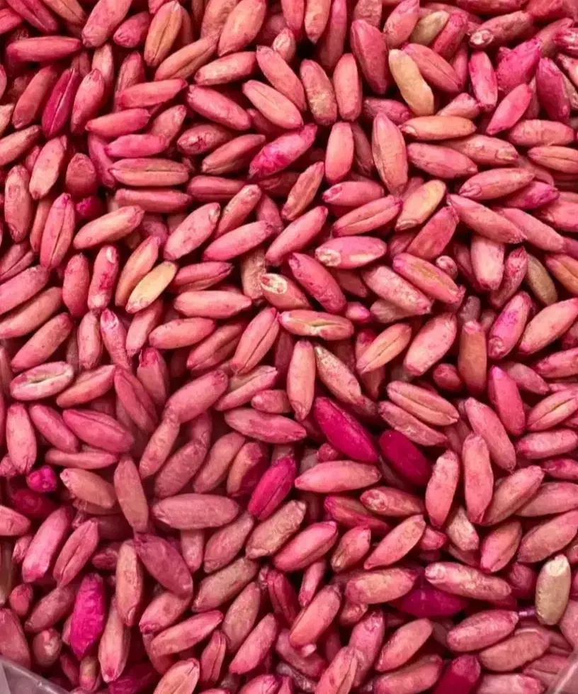 گندم بذر شده|لوازم جانبی حیوانات|میانه, |دیوار