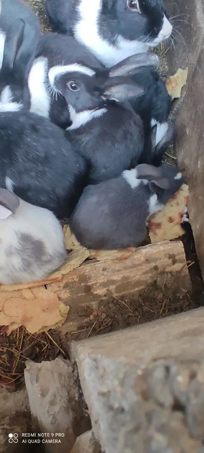 خرگوش|موش و خرگوش|سیرجان, |دیوار