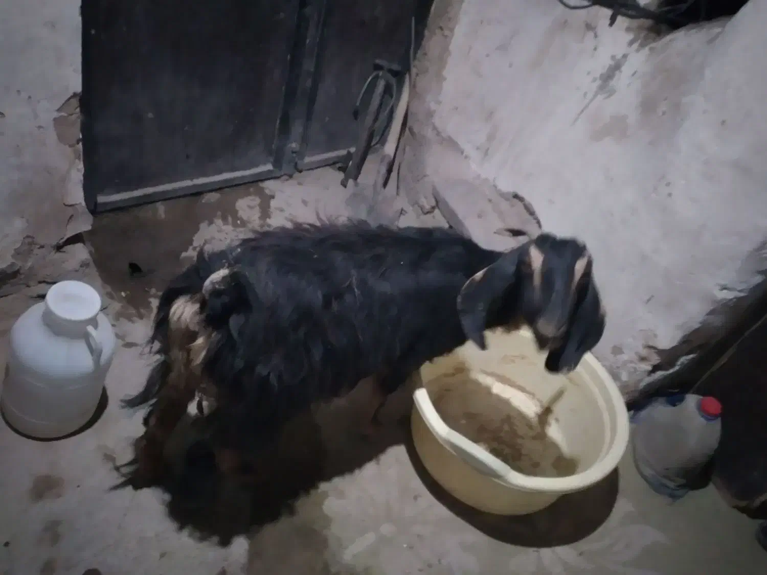 بزشیرا|حیوانات مزرعه|بیرجند, |دیوار